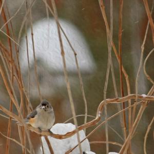 Photographer Cheryl Aguiar Releases New Digital Art Photography Called Winter Perch I I